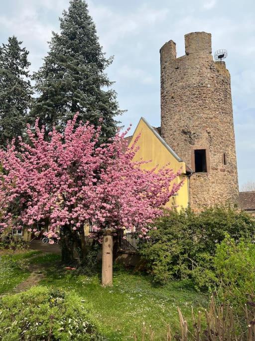 La Jolie Maison Bleue, Au Coeur De L'Alsace Kaysersberg-Vignoble Eksteriør billede